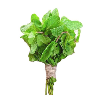 Fresh Mint